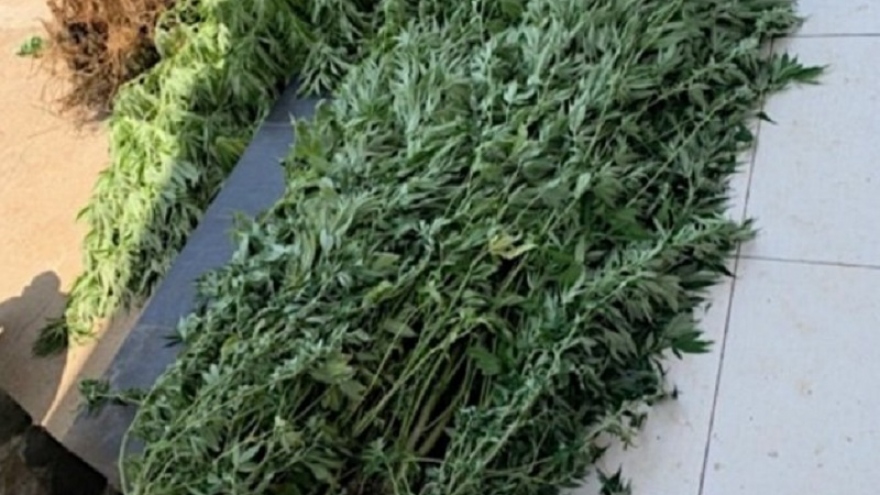 Người đàn ông Canada trồng gần 500 cây cần sa ở nhà vợ tại Phan Thiết